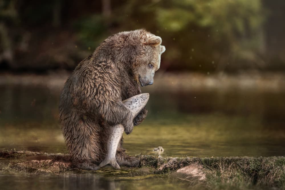 Gentle Bear with Fish by Marcel Egger — canvas wall art