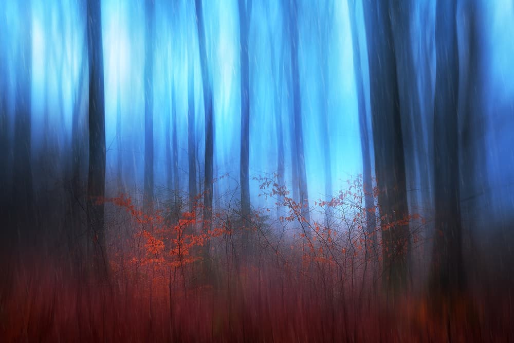 Blue Forest Dream by Gustav Davidsson — canvas wall art
