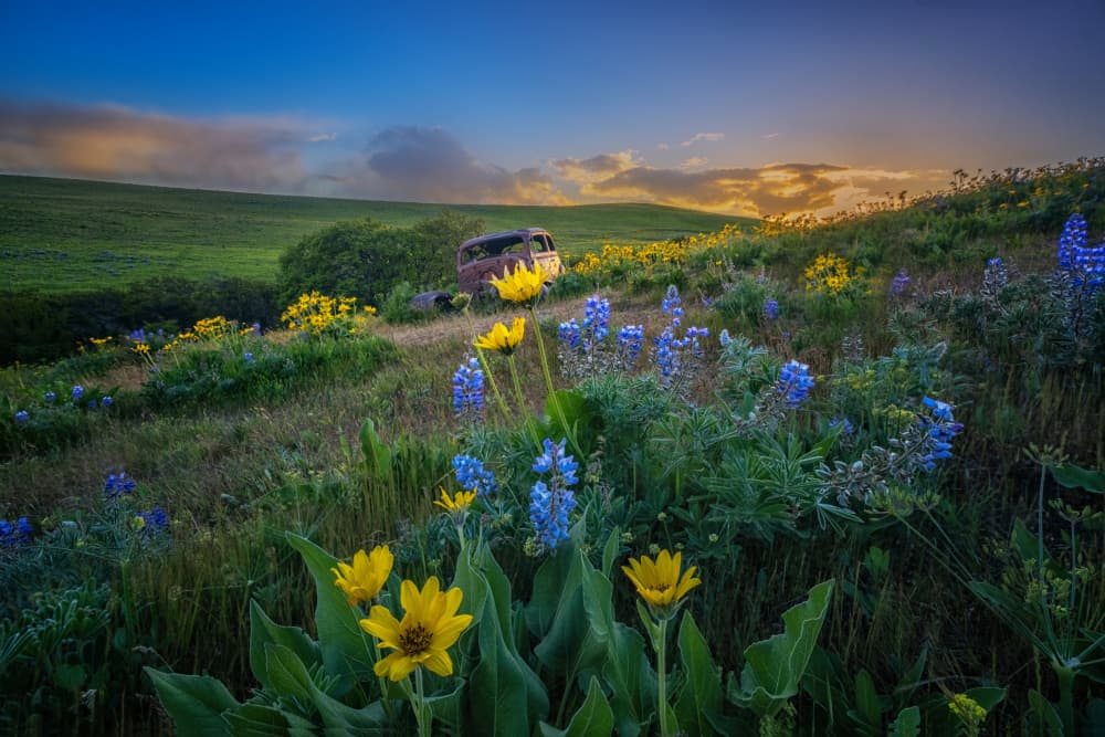 Vintage Car Wildflower Sunset by Yuan Su — canvas wall art