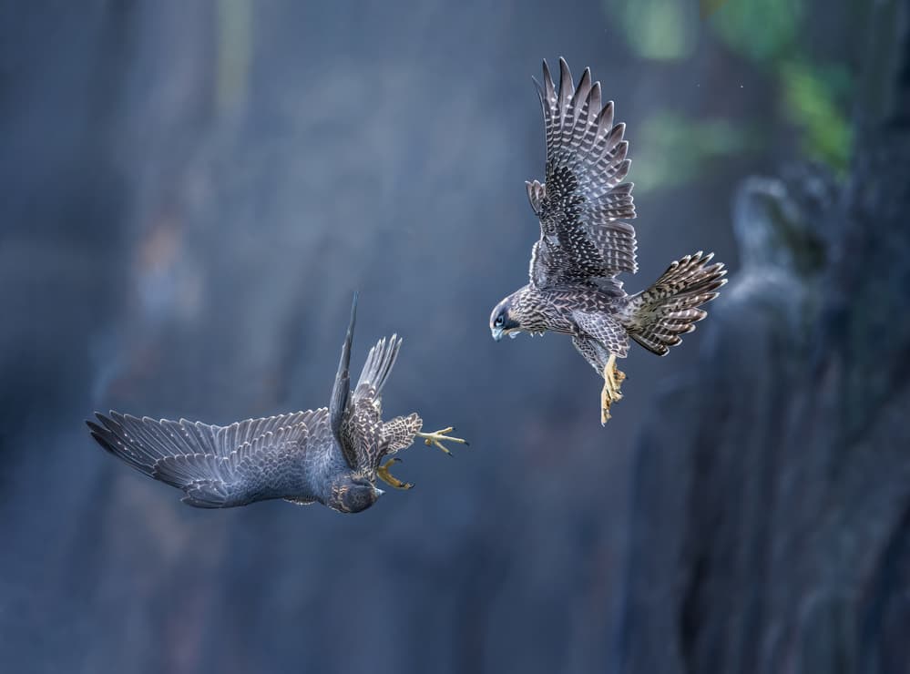 Dynamic Falcon Flight by Tao Huang — canvas wall art