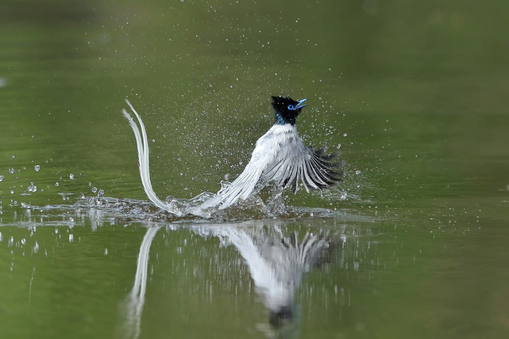 Flycatcher's Refreshing Splash by Gavin Lam — canvas wall art