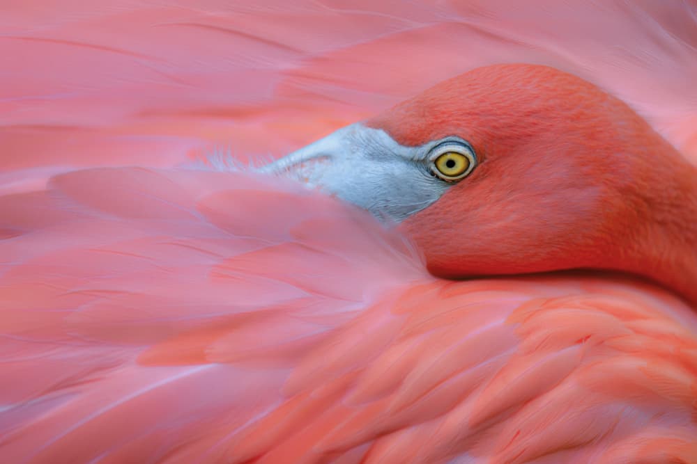 Serene Pink Flamingo by Catherine Wang — canvas wall art