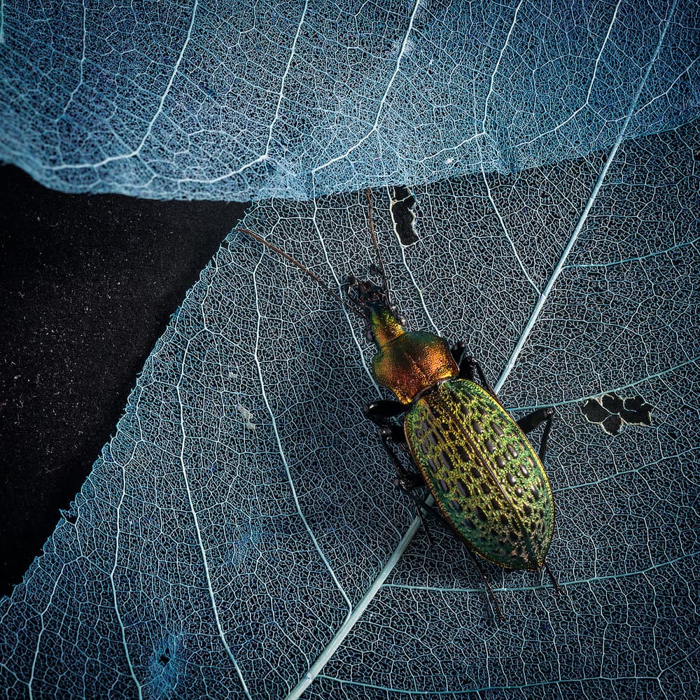 Iridescent Beetle on Leaf by Bingo Z — canvas wall art