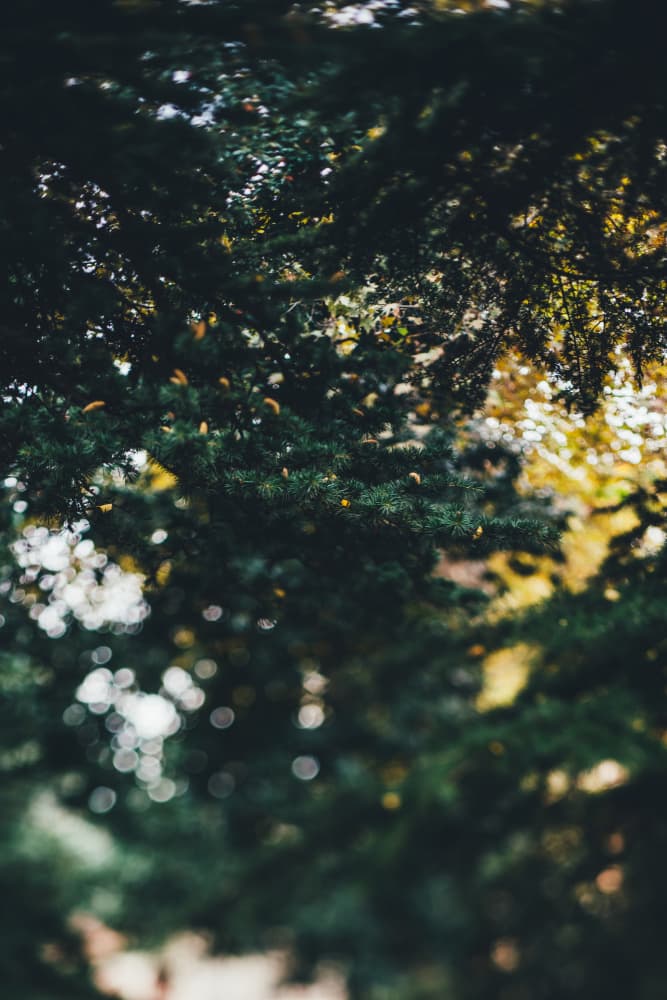 Soft Green Bokeh by Javier Pardina — canvas wall art