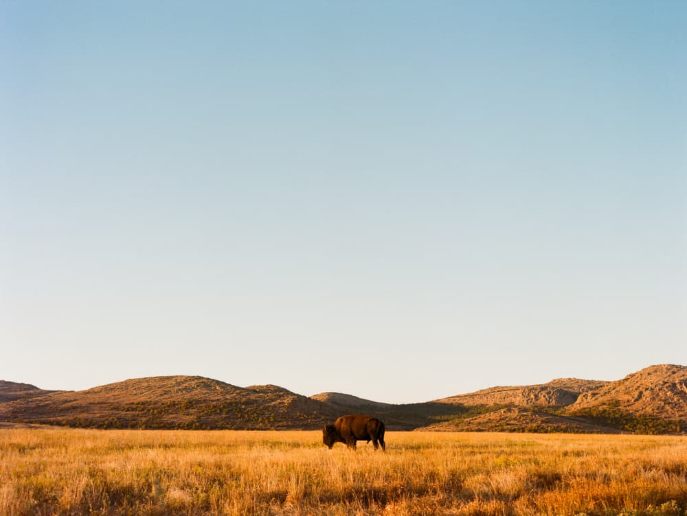 Bison on Golden Prairie by Bethany Young — canvas wall art