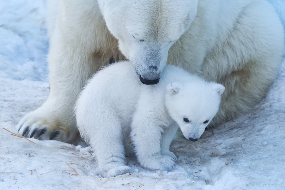 Gentle Polar Bear Family by Anton Belovodchenko — canvas wall art