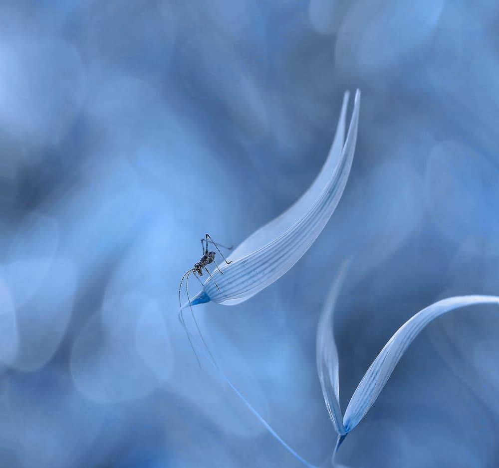 Delicate Cricket Blue by Thierry Dufour — canvas wall art