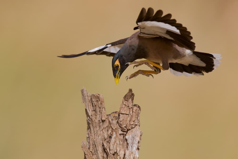 Graceful Myna Landing by David Manusevich — canvas wall art