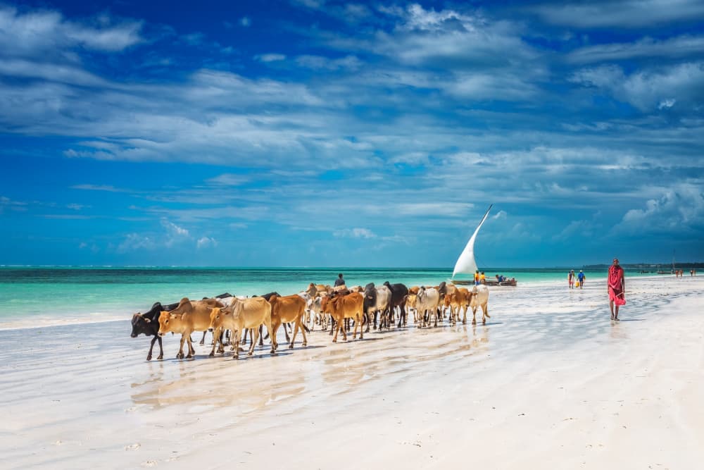 African Beach Cattle by Jeffrey C. Sink — canvas wall art