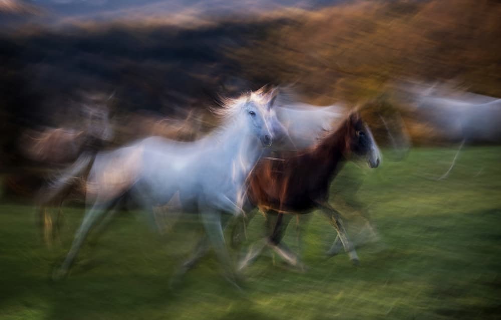 Running Horses Blur by Milan Malovrh — canvas wall art