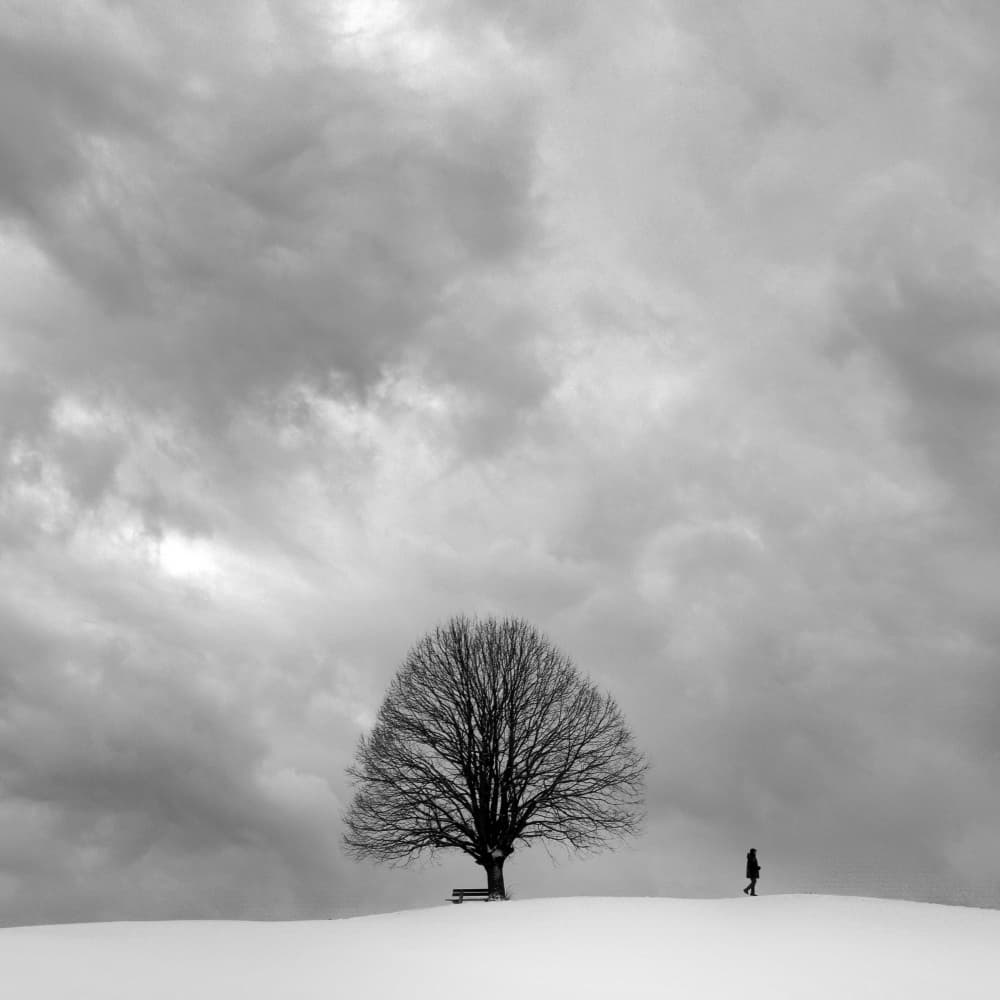 Lone Tree Winter Walk by Renate Wasinger — canvas wall art