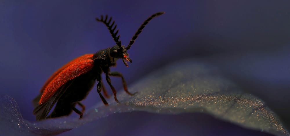 Scarlet Beetle Macro by Thierry Dufour — canvas wall art