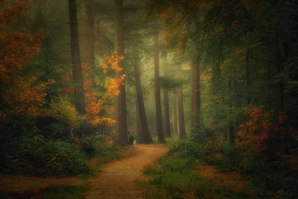 Misty Autumn Forest Path by Saskia Dingemans — canvas wall art
