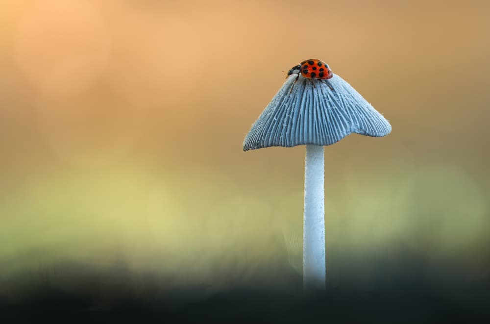 Ladybug on Mushroom by Atul Saluja — canvas wall art