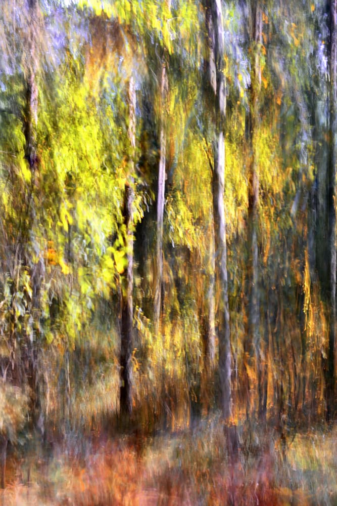 Dreamy Autumn Forest by Christina Sillen — canvas wall art