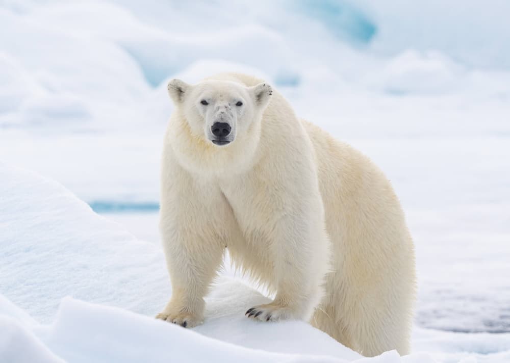 Arctic Polar Bear by Manish Nagpal — canvas wall art