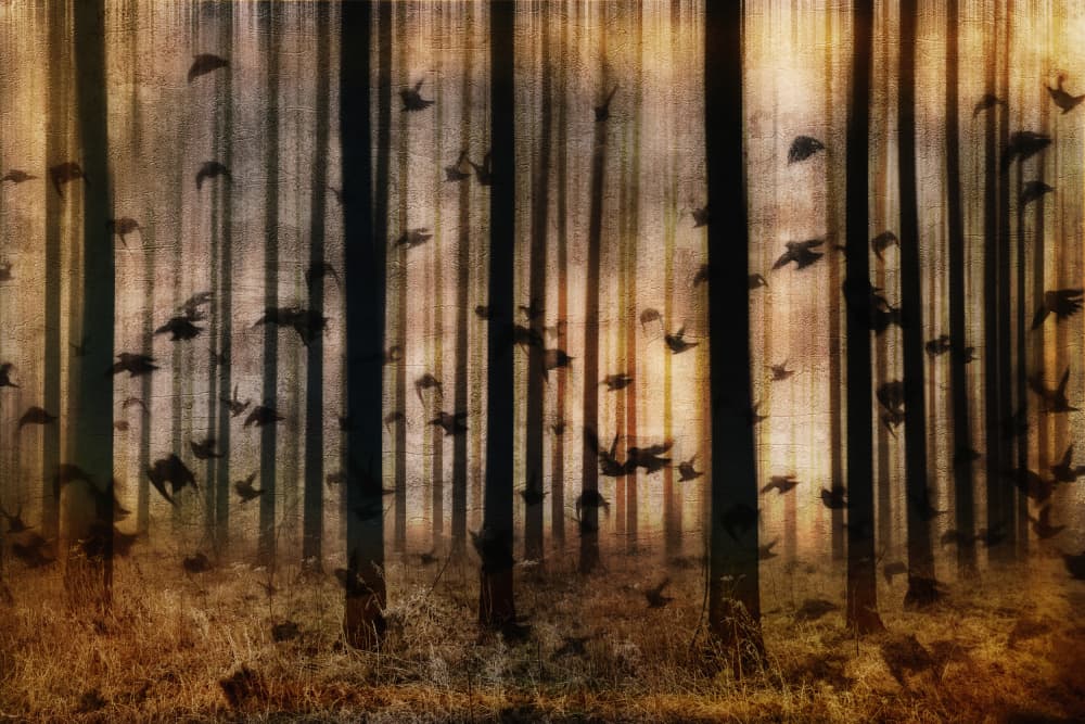 Dark Forest Flight by Hilda van der Lee — canvas wall art