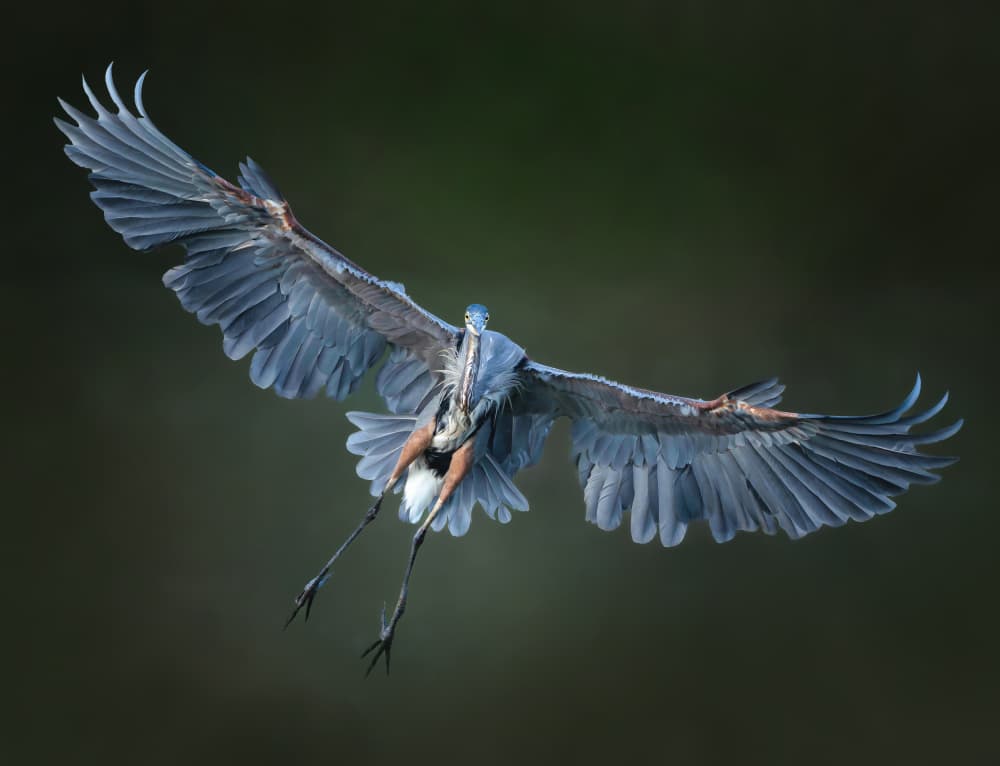 Graceful Heron Flight by Catherine Wang — canvas wall art