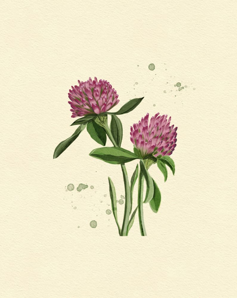 Red Clover by Katie O'Shea — canvas wall art