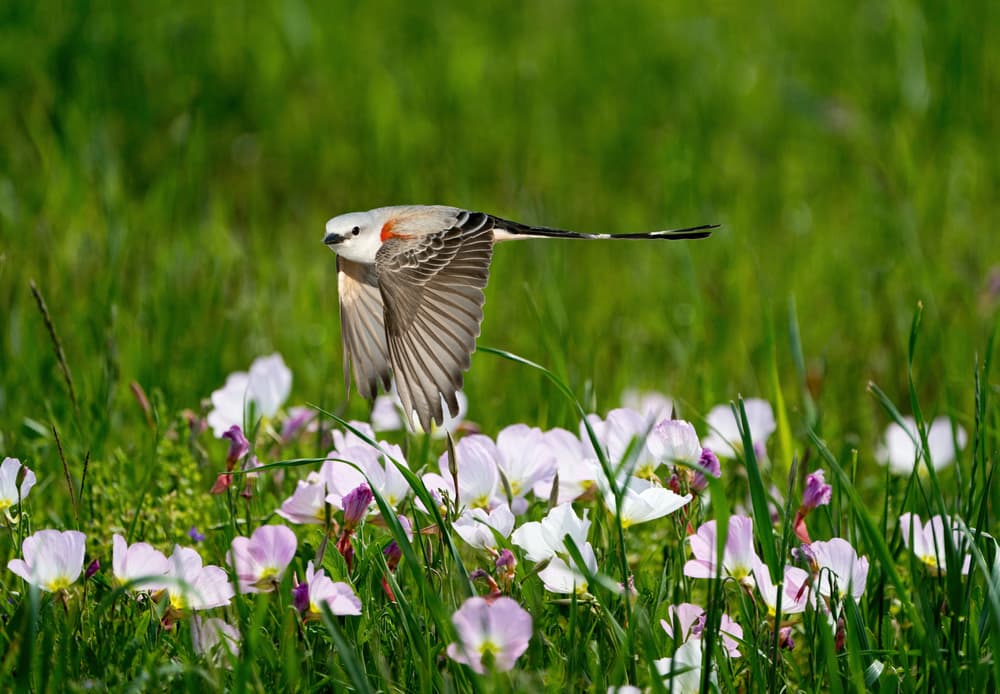 Graceful Flight in Meadow by Alex Li — canvas wall art