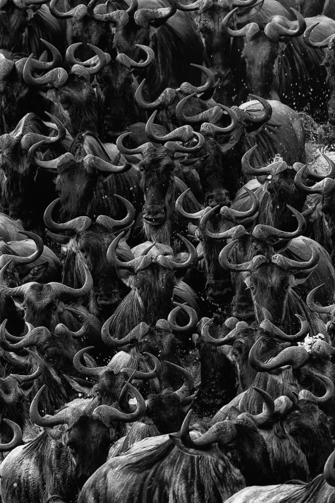 Wildebeest Migration Chaos by Mohammed Alnaser — canvas wall art
