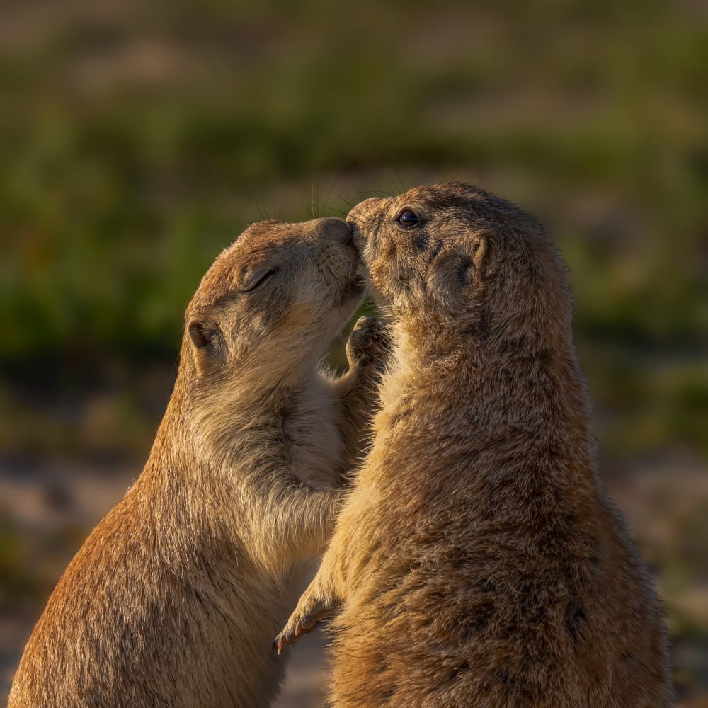Affectionate Prairie Dogs by Ruiqing P. — canvas wall art