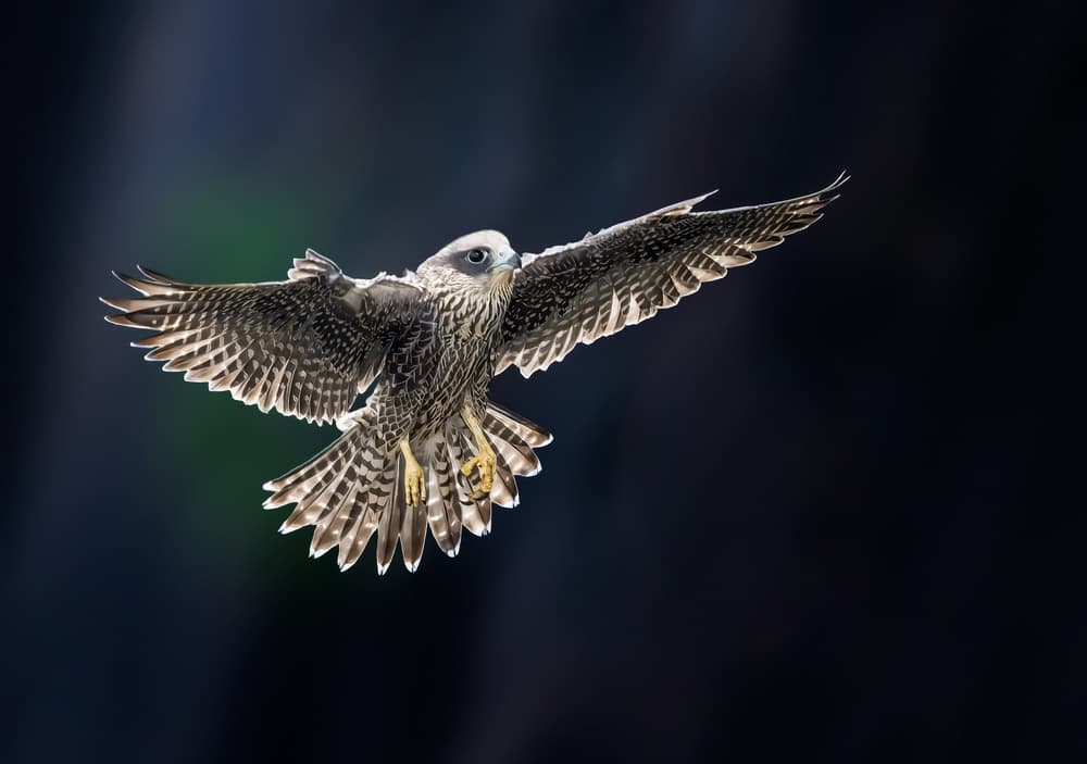 Majestic Falcon Flight by Tao Huang — canvas wall art