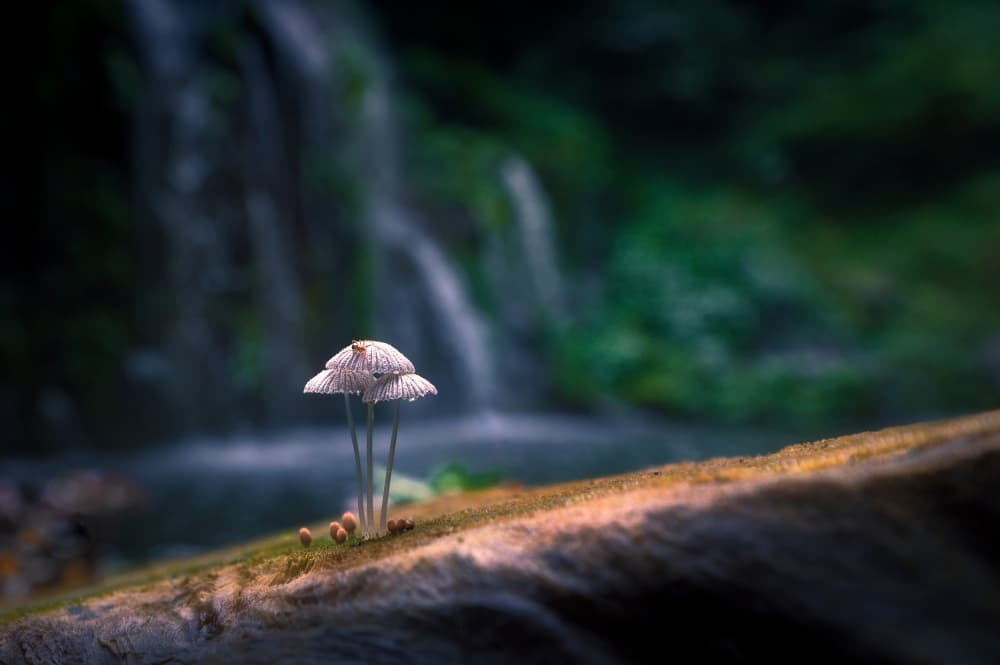 Delicate Forest Mushrooms by SANDEEP MATHUR — canvas wall art