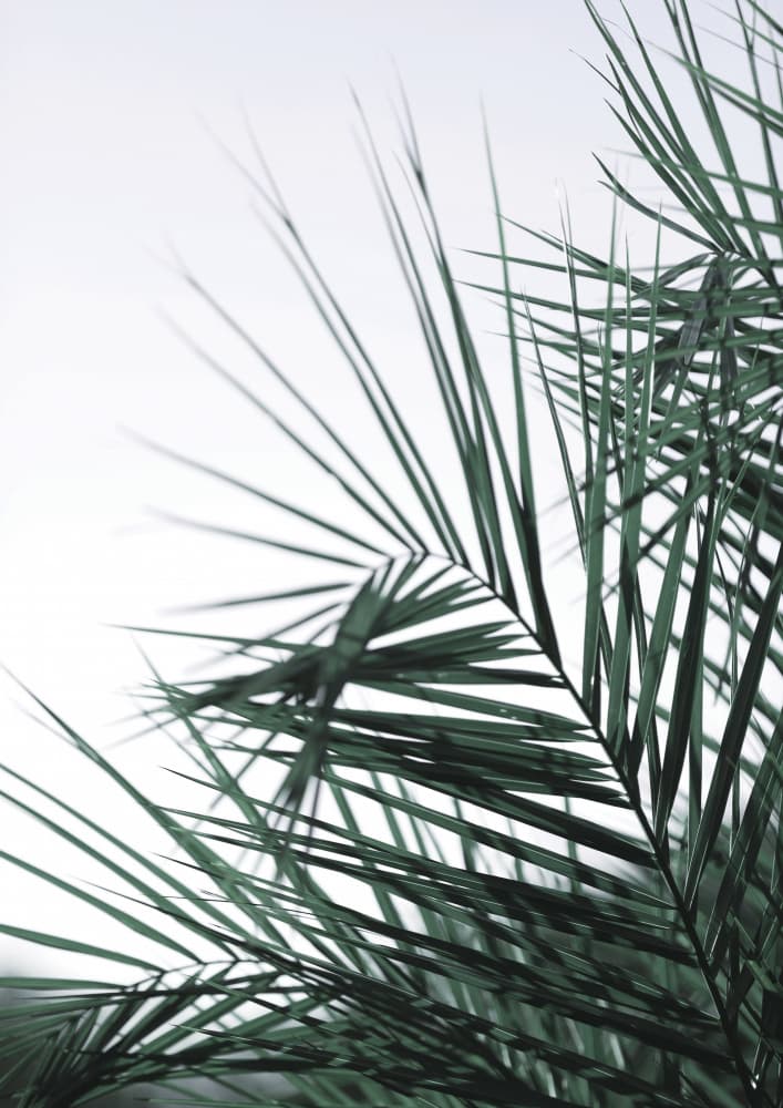 Whispering Palms by Shot by Clint — canvas wall art