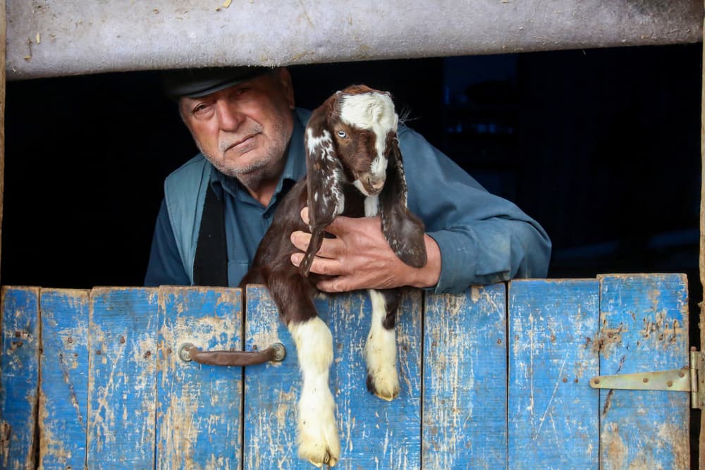 Old Man and Goat by Zühdü Bilgin — canvas wall art