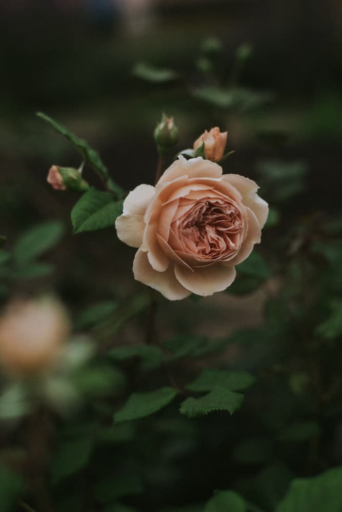 Soft Peach Garden Rose by Claudia Casal — canvas wall art