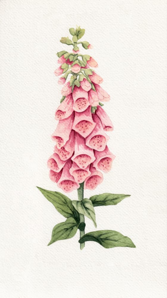 Delicate Pink Foxglove by Salome — canvas wall art