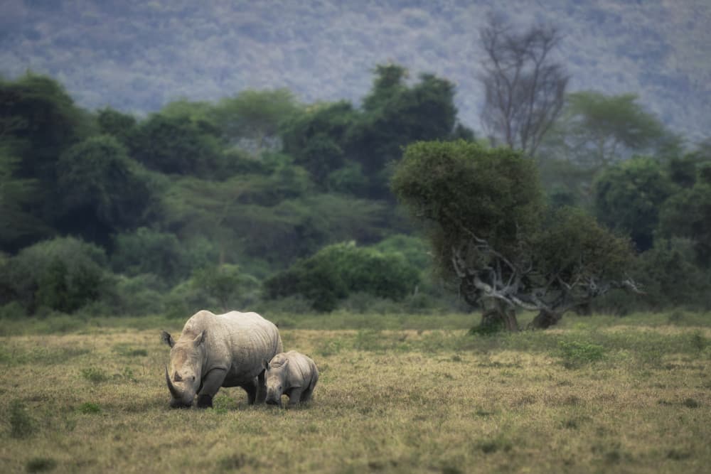 Rhino Mother and Calf by Roberto Marchegiani — canvas wall art