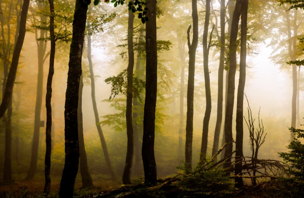 Misty Forest Light by Stephanie Kleimann — canvas wall art