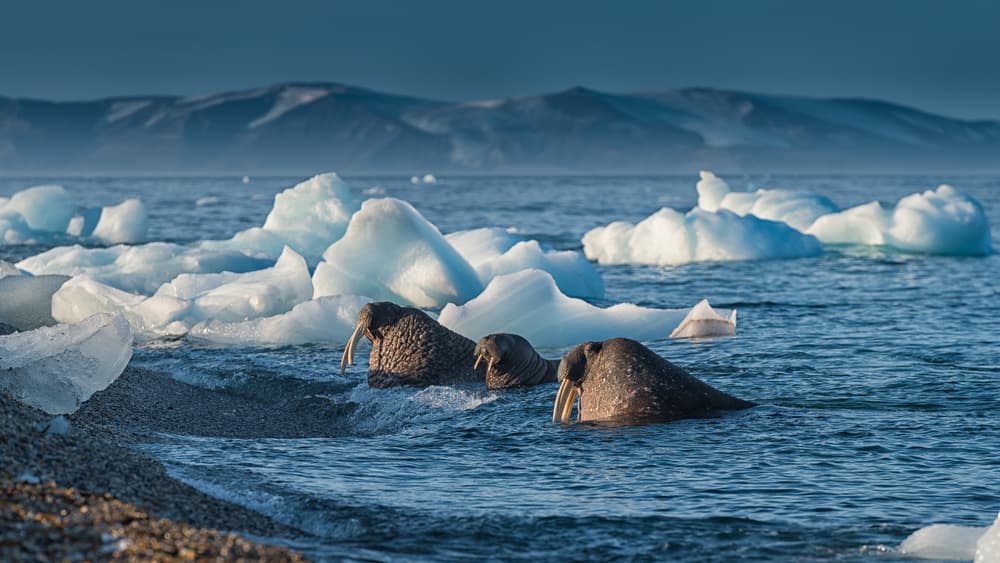 Majestic Arctic Walruses by Marc Pelissier — canvas wall art