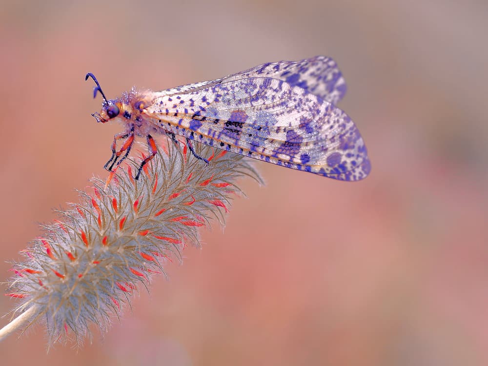 Vibrant Purple Insect by Thierry Dufour — canvas wall art