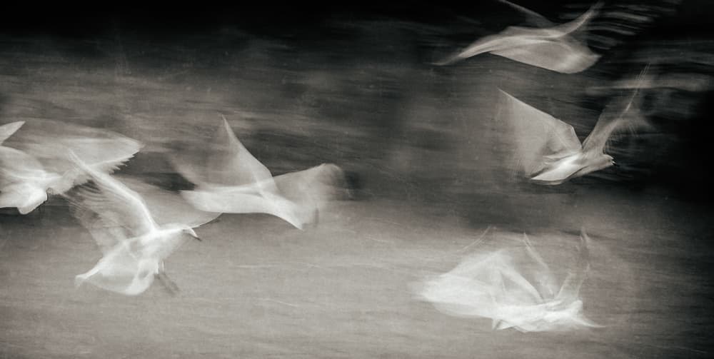 Ethereal Flying Birds by Gilbert Claes — canvas wall art