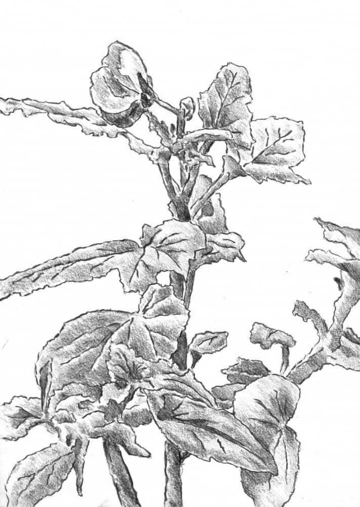 Botanical Growth Sketch by Kulik — canvas wall art