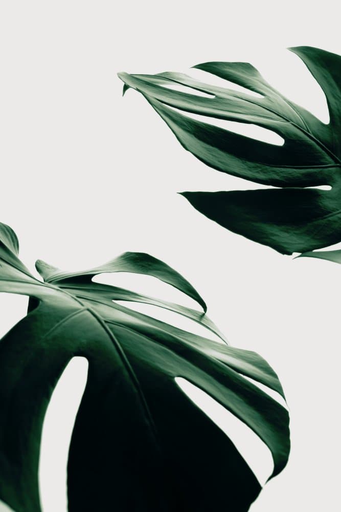 Deep Green Monstera Leaves by Pictufy Studio III — canvas wall art