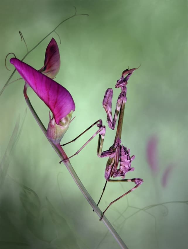 Purple Mantis Bloom by Jimmy Hoffman — canvas wall art