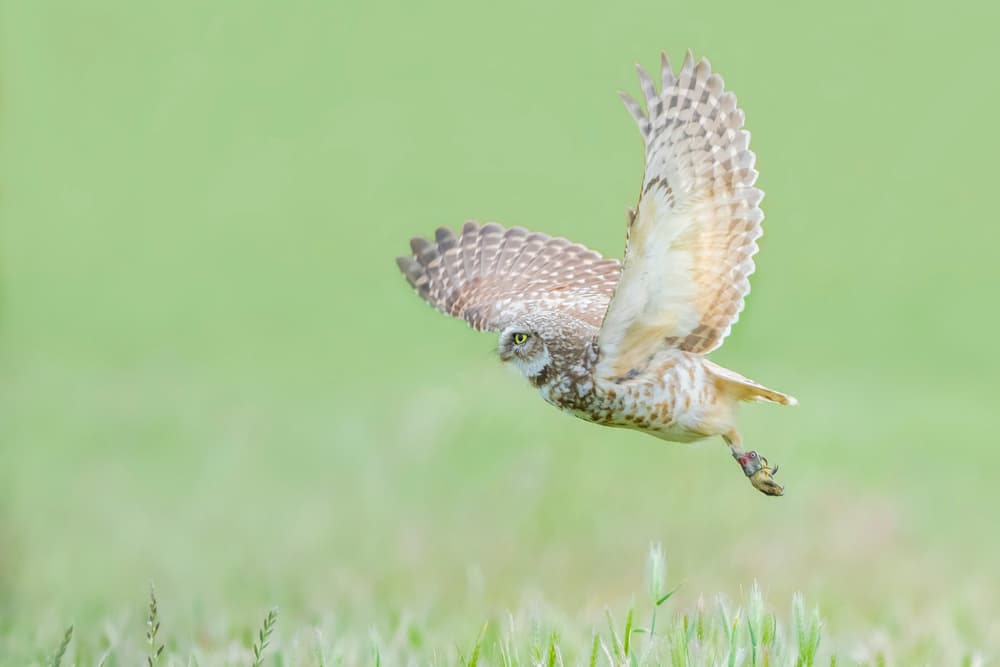 Burrowing Owl Flight by Tracy — canvas wall art