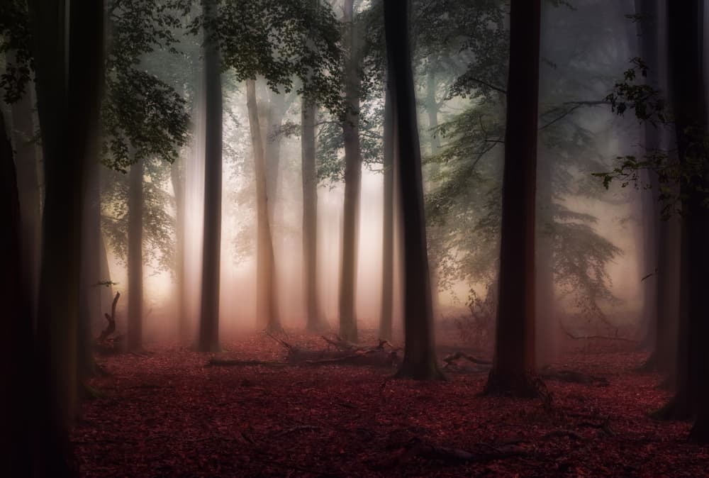 Enchanted Misty Forest by Hilda van der Lee — canvas wall art