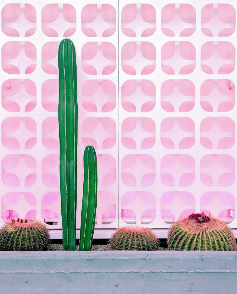 Cact-Hi! by Tom Windeknecht — canvas wall art