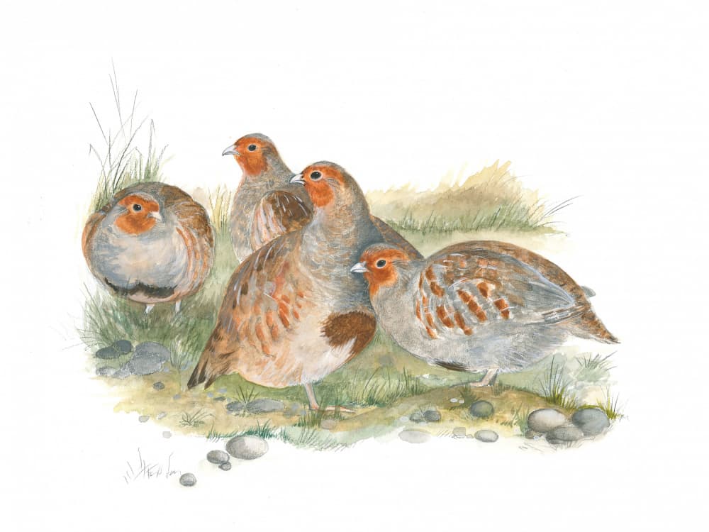 Gathering of Partridges by Isabelle Brent — canvas wall art