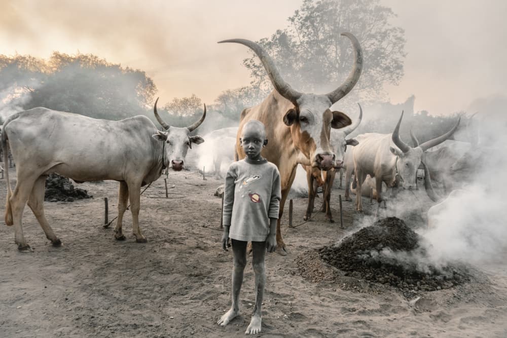 Village Boy and Cattle by Trevor Cole — canvas wall art
