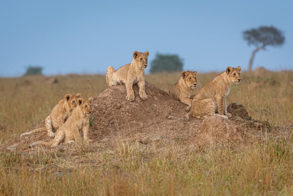 Savannah Lion Cubs by Jeffrey C. Sink — canvas wall art