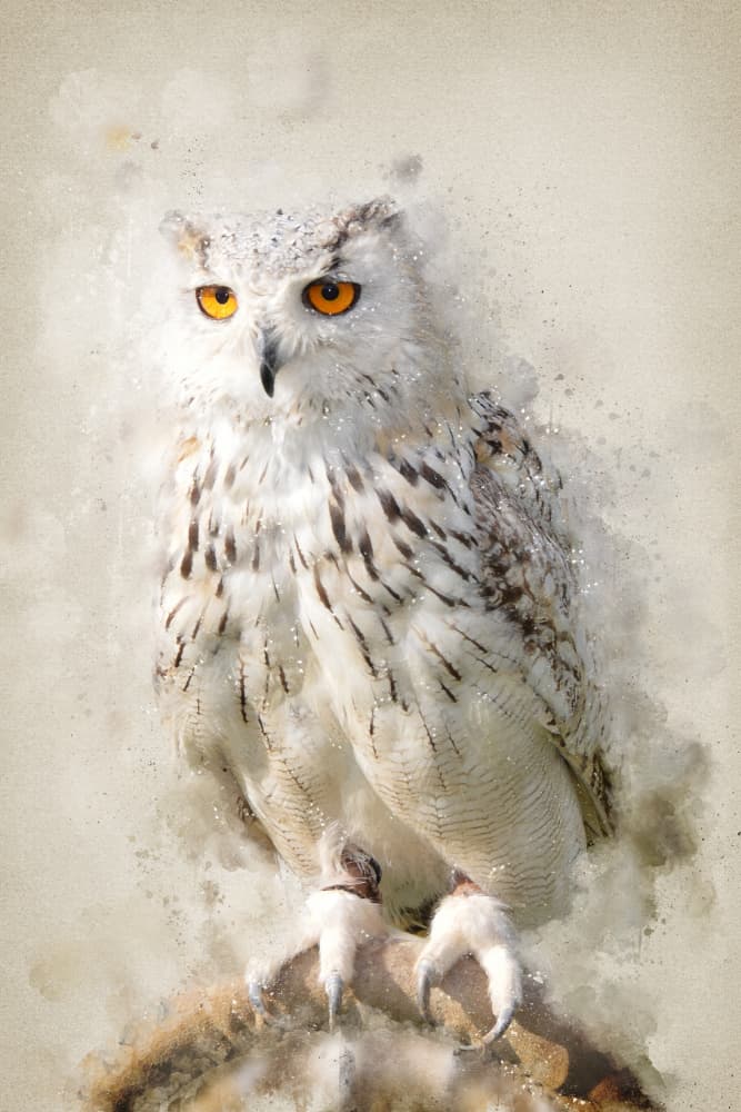 Majestic Snowy Owl Gaze by Ema Paraschiv — canvas wall art
