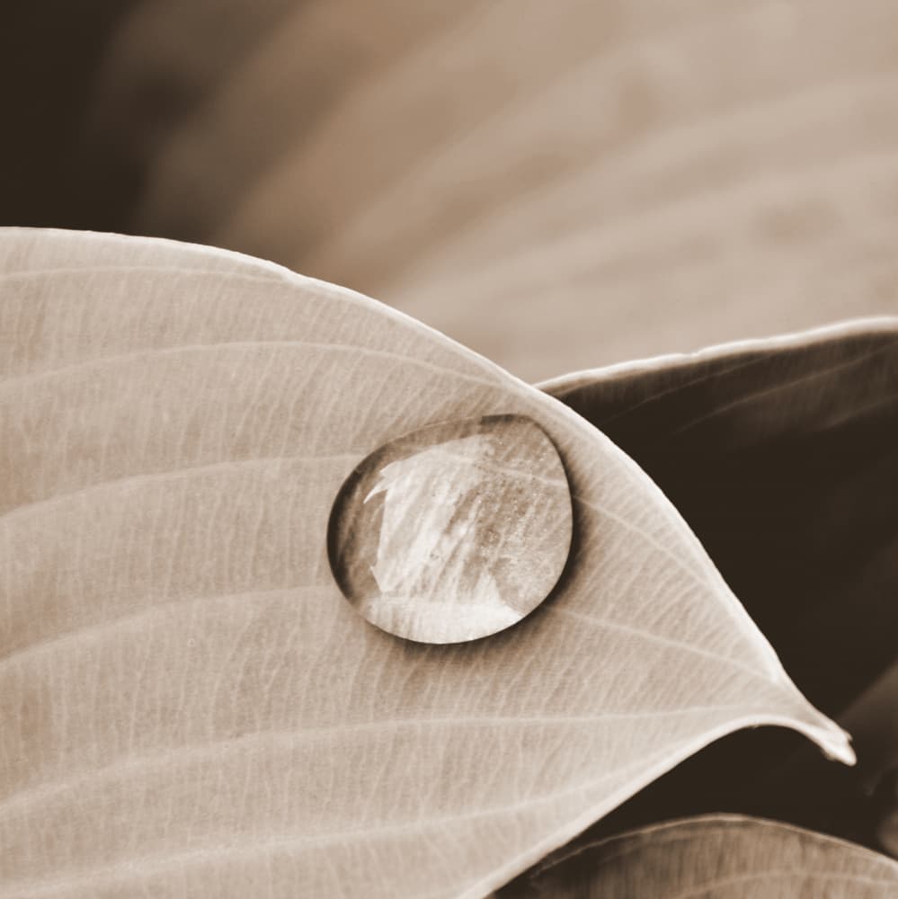 Serene Water Drop on Leaf by Christina Sillen — canvas wall art