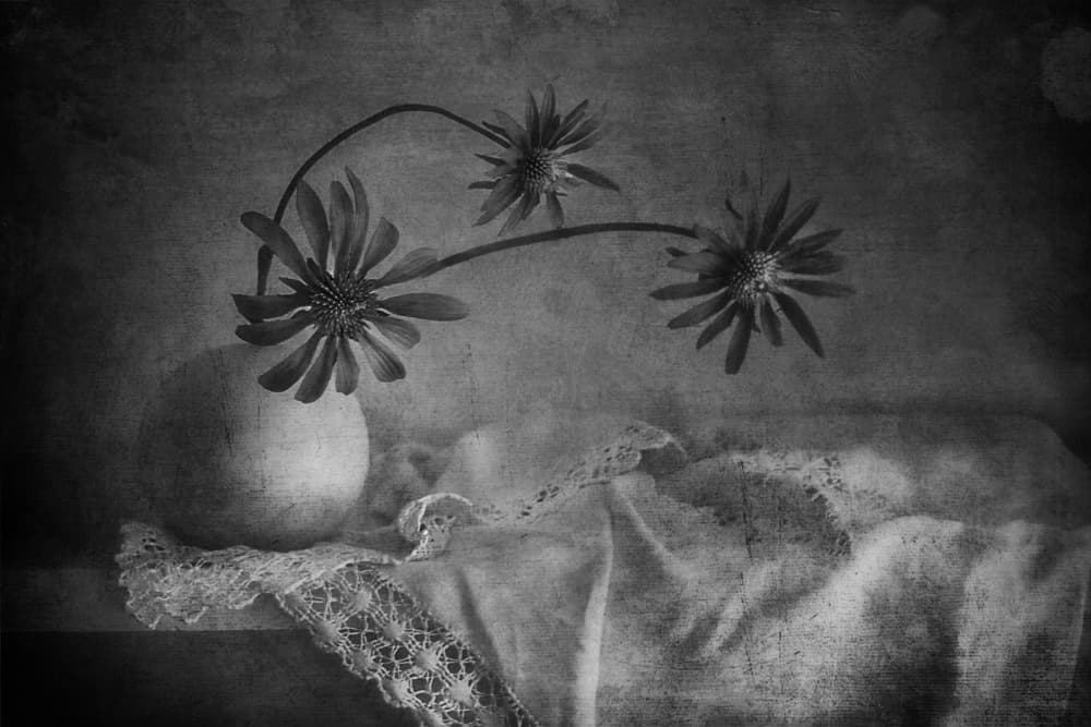 Dark Floral Still Life by Elena Arjona — canvas wall art