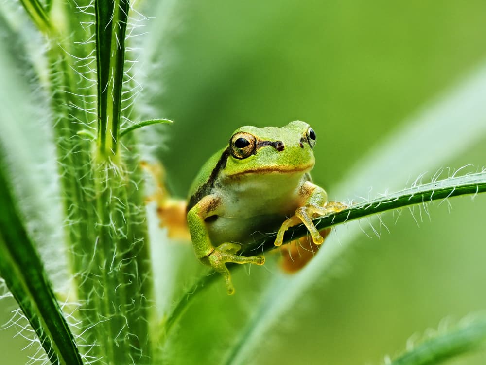 Vibrant Green Tree Frog by Takiko Hirai — canvas wall art